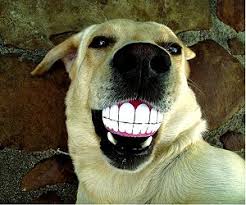 Myndaniurstaa fyrir smiling dog