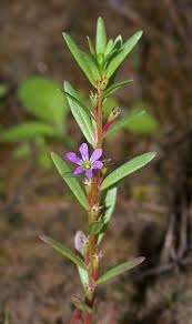 Lythrum hyssopifolia - Wikipedia