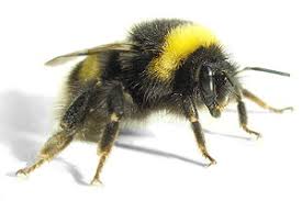 「bumblebee」的圖片搜尋結果