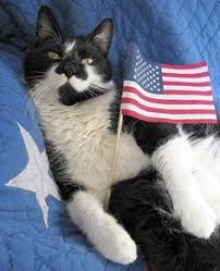 Image result for cats celebrating july 4th