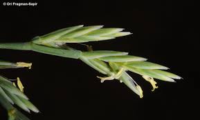 Cutandia maritima (L.) Barbey | Plants of the World Online | Kew ...