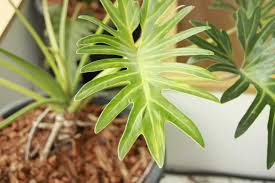 Philodendron Bipinnatifidum | The Ultimate Care Guide