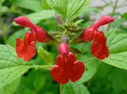 Salvia microphylla - Wikipedia