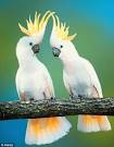 pictures of 2 parrots talking backwards vimeo