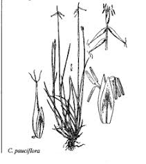 Sp. Carex pauciflora - florae.it