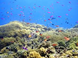 Image result for biota laut flores