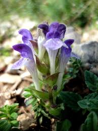 Scutellaria alpina - Wikipedia