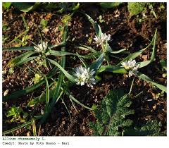 Allium chamaemoly (aglio minuscolo) | Piante magiche