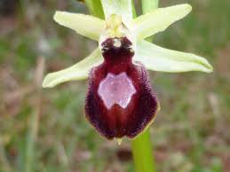 File:Orchidee Ophrys arachnitiformis 23 mt 2013.JPG - Wikipedia