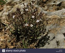 Corsican Savory (Micromeria filiformis), blooming, Spain, Balearen ...
