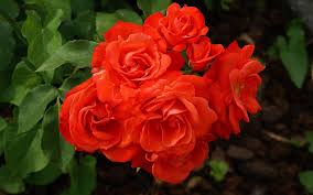 Image result for images of rose