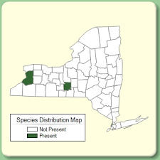 Stachys annua - Species Page - NYFA: New York Flora Atlas