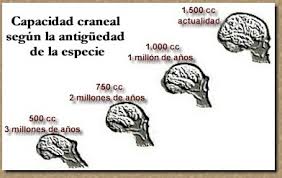 Resultado de imagen de La evolución del cerebro humano
