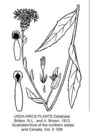 Centaurea nigrescens - Online Virtual Flora of Wisconsin