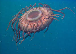 TOP 5: Atolla Wyvillei Jellyfish