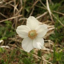 Anemone sylvestris - Wikipedia