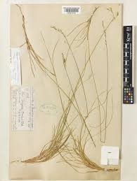 Festuca varia Haenke | Plants of the World Online | Kew Science