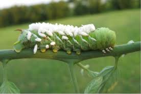 Image result for tomato hornworm parasitic wasps