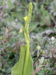 Ophioglossum - Wikipedia