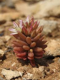 Sedum rubens (Red Stonecrop) : MaltaWildPlants.com - the online ...
