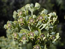 Euphorbia characias - Wikipedia
