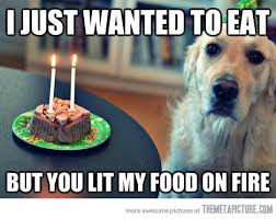 Image result for funny birthday pictures