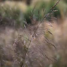 Oryzopsis miliacea - The Plantsman's Preference