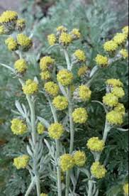 Artemisia nitida - Legge regionale 10 - Flora e piccola fauna protette ...