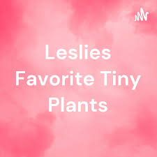 Leslies Favorite Tiny Plants