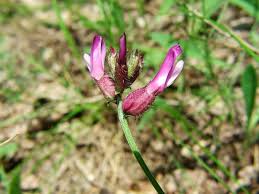 Astragalus vesicarius - Wikispecies