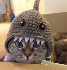 Image result for cats dressed as sharks