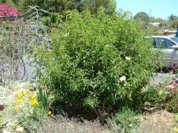 Cistus aguilari 'Blanche' | California Flora Nursery
