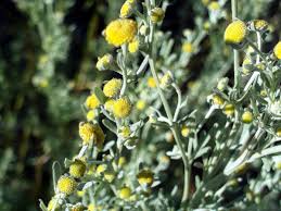 Artemisia chamaemelifolia - Wikipedia