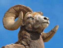 Image result for august ram