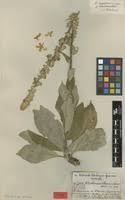 Verbascum longifolium in Global Plants on JSTOR