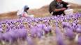 ویدئو برای خرید زعفران از کشاورز
