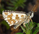 European Lepidoptera and their ecology: Boloria graeca
