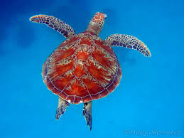 Image result for Sea turtles