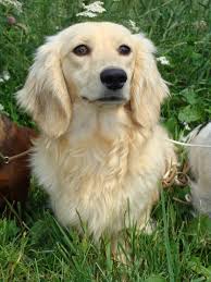 Image result for dachshunds 