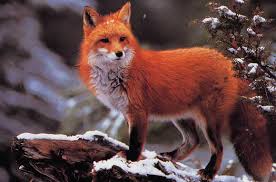 Résultat de recherche d'images pour "renard roux avec bouts d'oreilles noirs et queue rousse foncé"