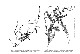 Hybridization between Polygonum mite Schrank, P. minus Huds ...