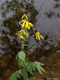 Rudbeckia laciniata - Michigan Flora