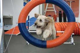 Image result for dogs in gym