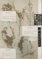 Image result for Galenia procumbens
