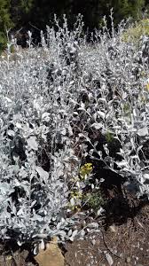 Alyssum corsicum Duby, Yellowtuft (World flora) - Pl@ntNet identify