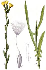 Lactuca saligna - Wikipedia