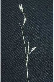 Plants Profile for Carex capillaris (hair-like sedge)