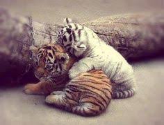 bébé tigre et bébé tigre blanc