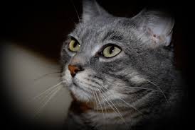 Image result for grey cat with clipped ear