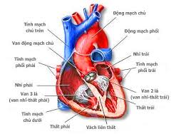 Phương pháp bảo vệ tim bằng trái nho đỏ hợp lý  Images?q=tbn:ANd9GcTQHFgjK3o4Hg4RortcJyn5T96R5sUClgBrvqY5s-8zVK_PJ9rOeQ